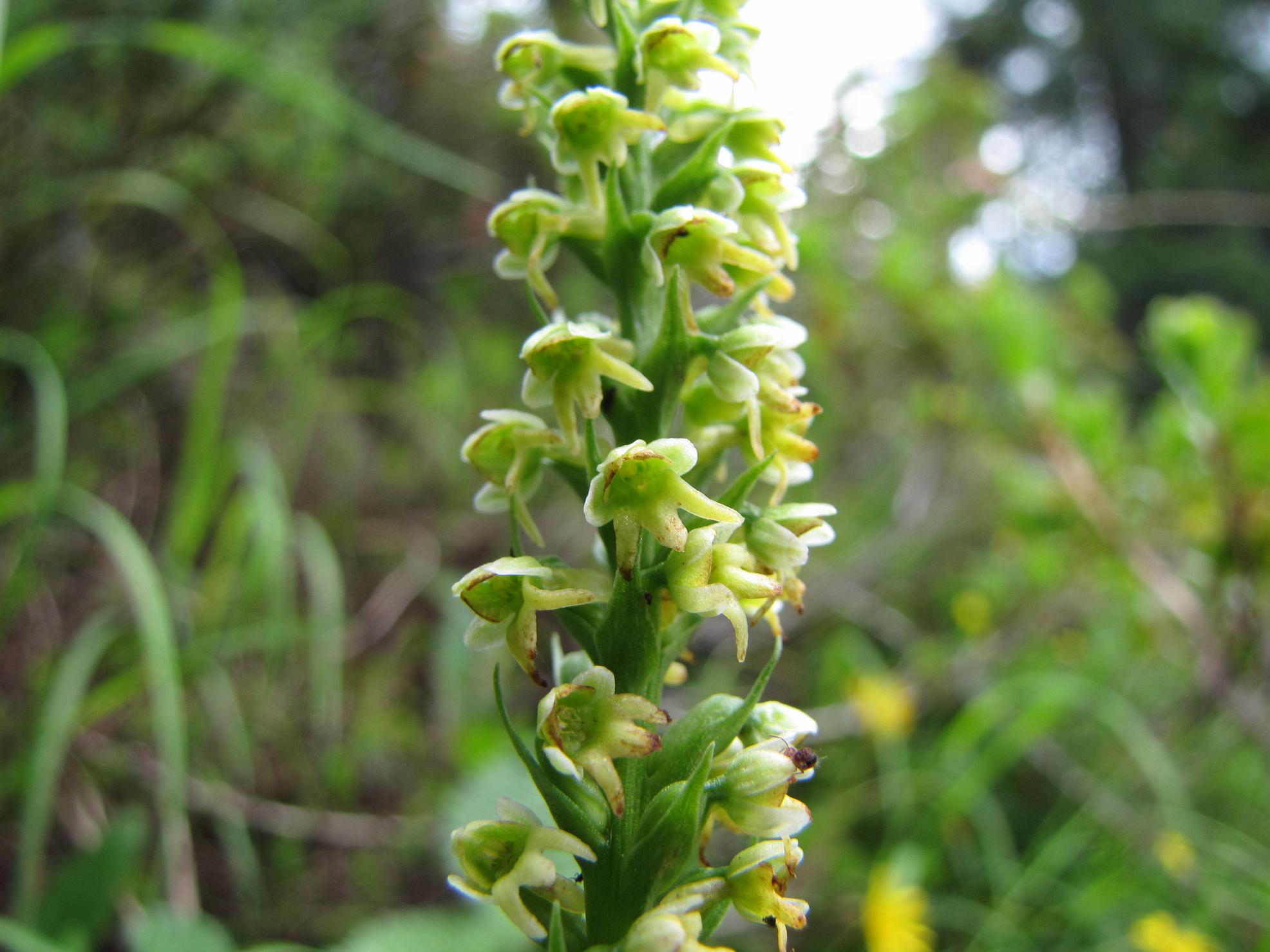 Pseudorchis albida